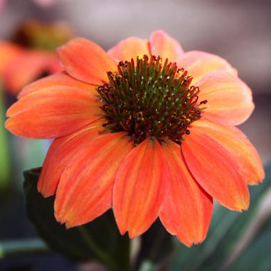 Echinacea 'Balsomcor'