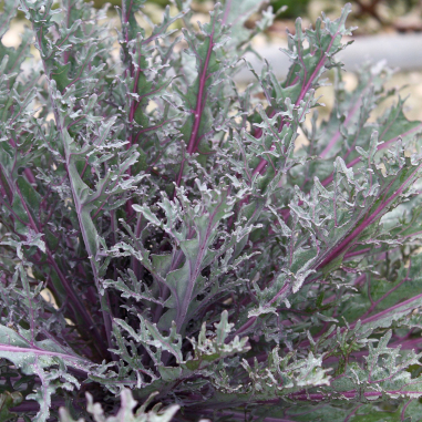 Kale Peacock Cut Leaf Red Kale Peacock Cut Leaf Red