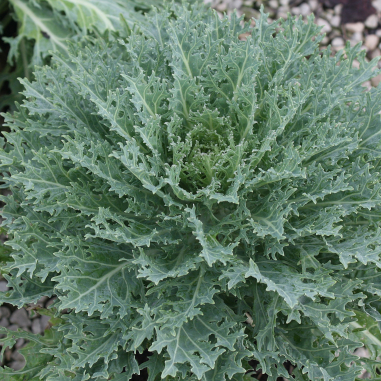 Kale Peacock Cut Leaf White Kale Peacock Cut Leaf White