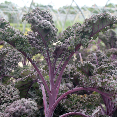 Kale 'Redbor' Kale 'Redbor'
