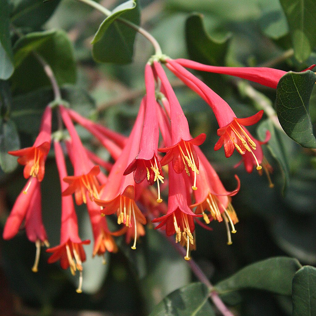Lonicera sempervirens 'Major Wheeler'