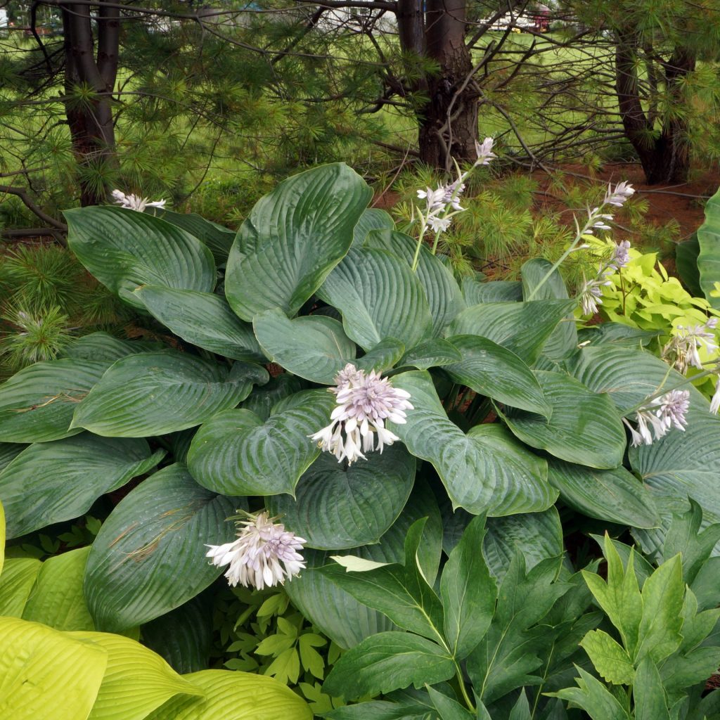 Hosta 'Empress Wu'