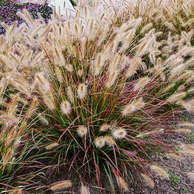 Pennisetum alopecuroides 'Desert Plains'
