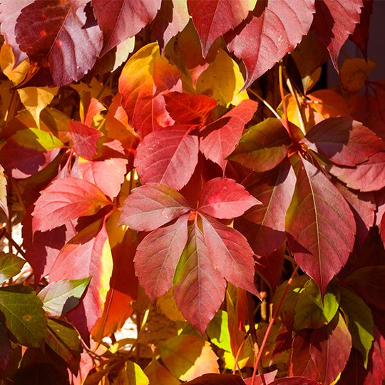 Parthenocissus quinquefolia 'Troki'