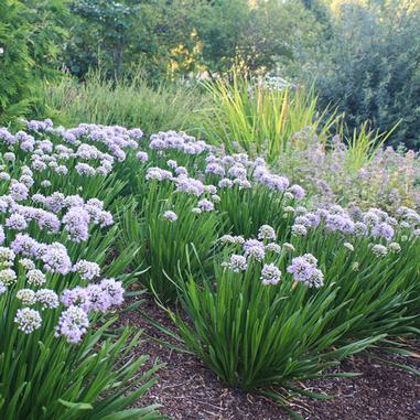 Allium 'MGsmmpkb13'