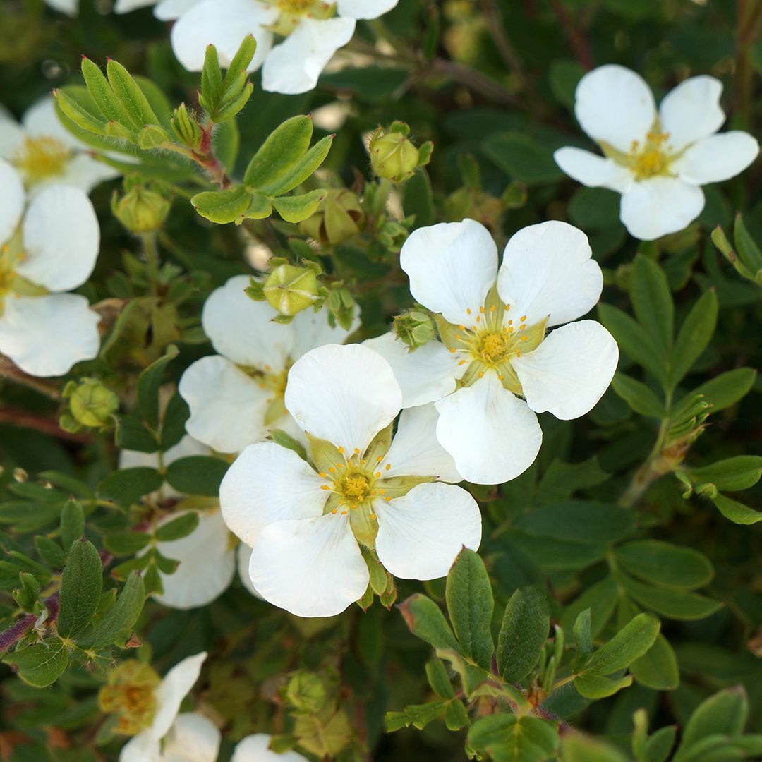 Potentilla 'White Lady'