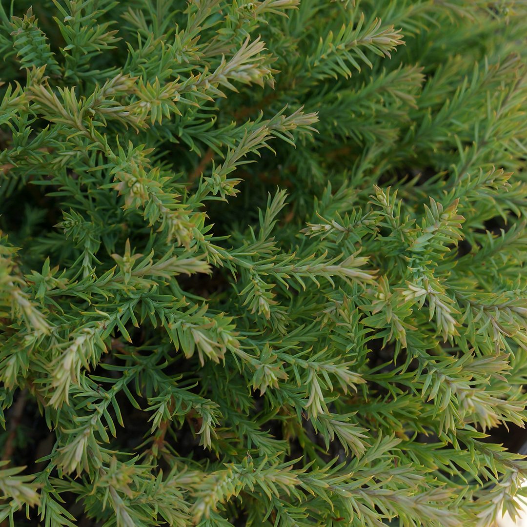 Thuja occidentalis 'Concesarini'