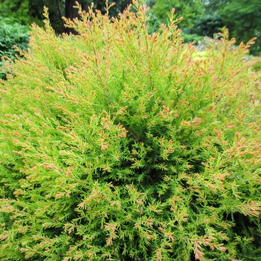 Thuja occidentalis 'Congabe'