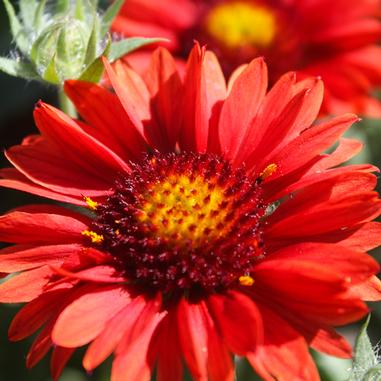 Gaillardia aristata 'Arizona Red Shades'