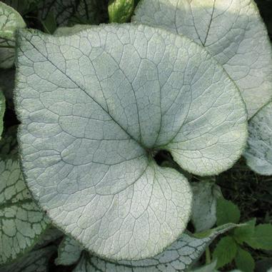 Brunnera macrophylla 'Looking Glass'
