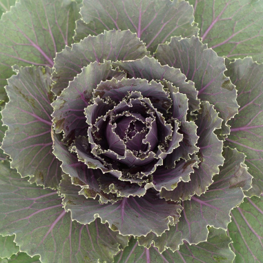 Cabbage 'Songbird Red' Cabbage 'Songbird Red'