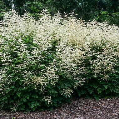 Aruncus 'Misty Lace'