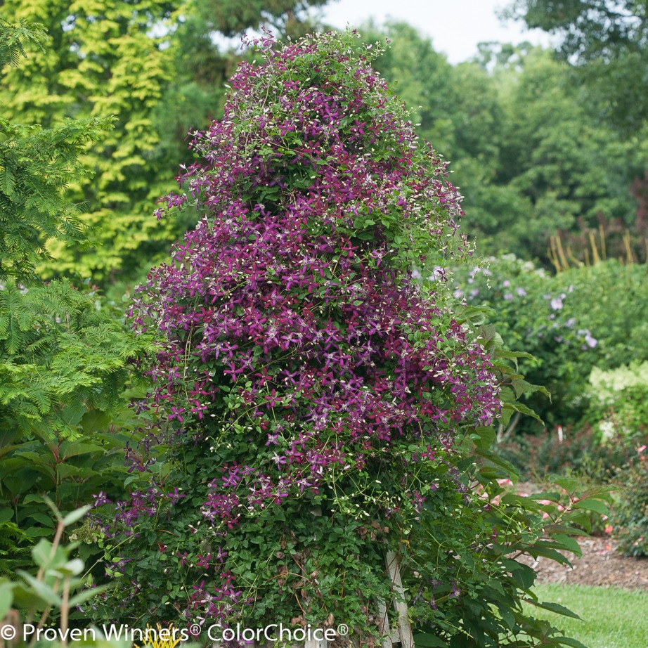 Clematis 'Sweet Summer Love'