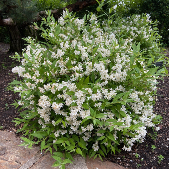 Deutzia 'NCDXI'