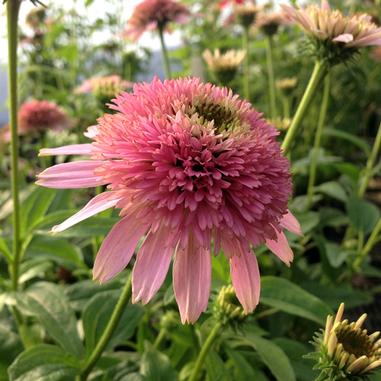 Echinacea 'Butterfly Kisses'