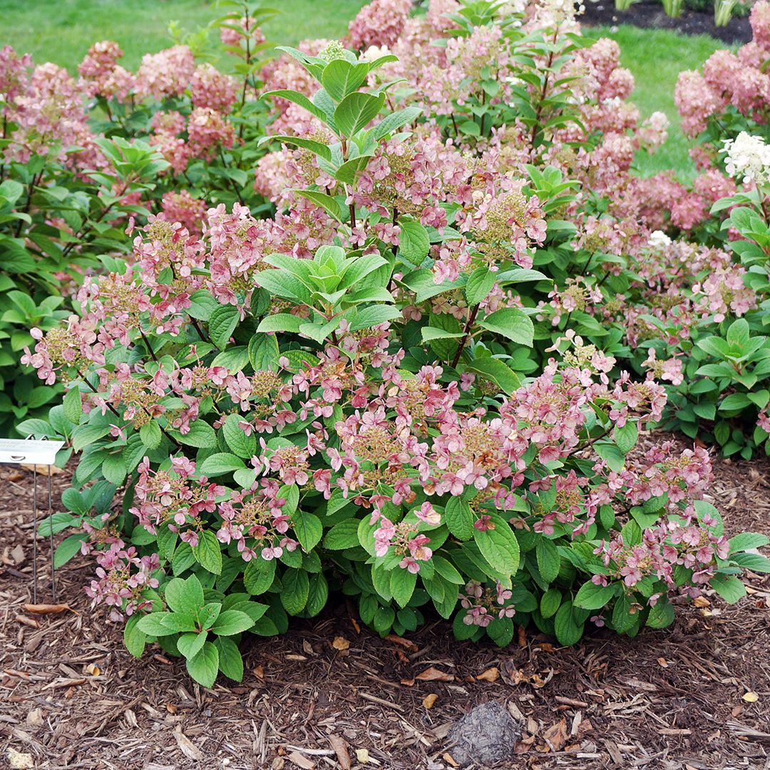 Hydrangea paniculata 'SMHPLQF'