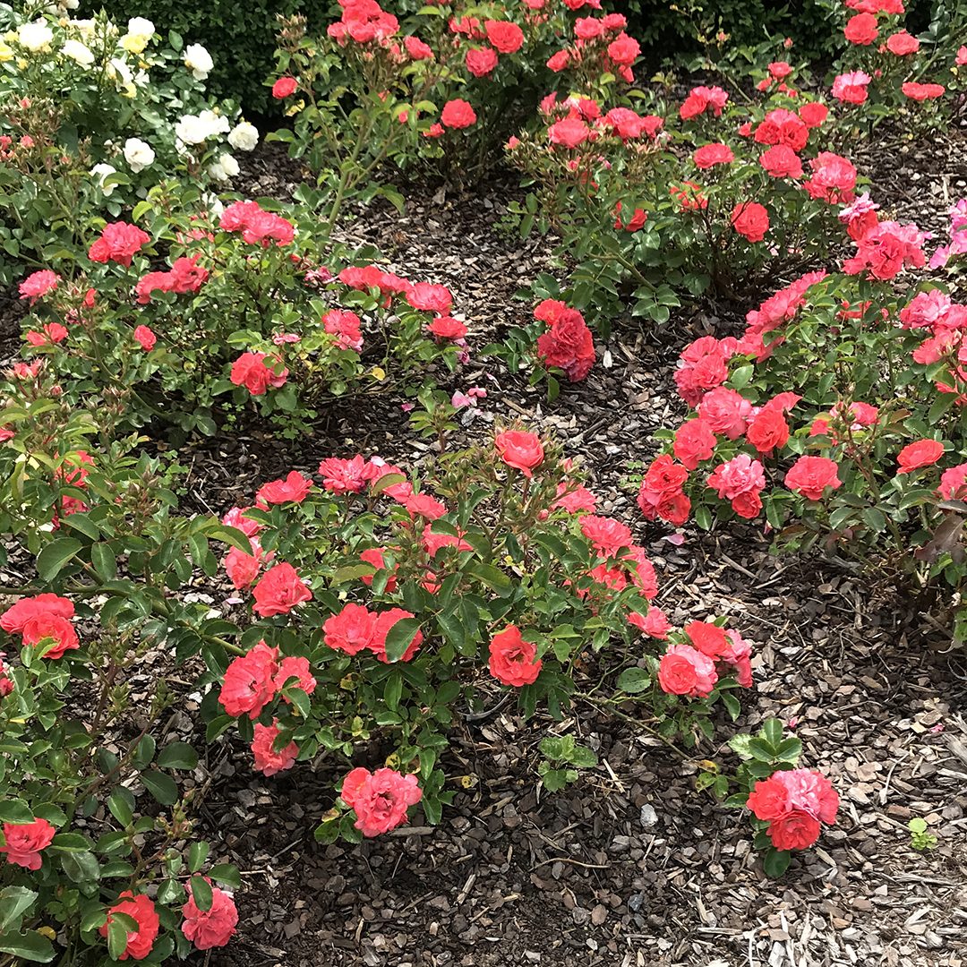 Rosa 'Meidrifora'