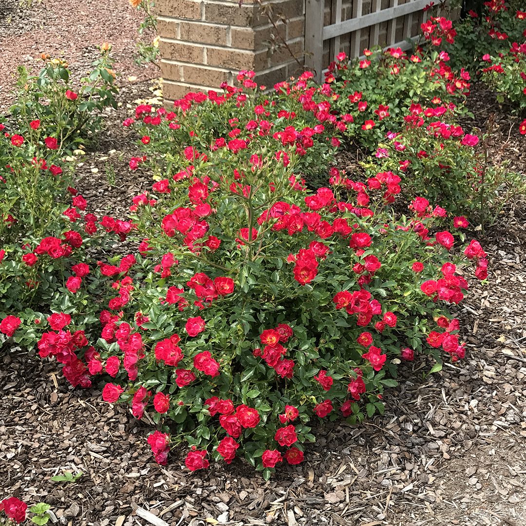 Rosa 'Meigalpio'