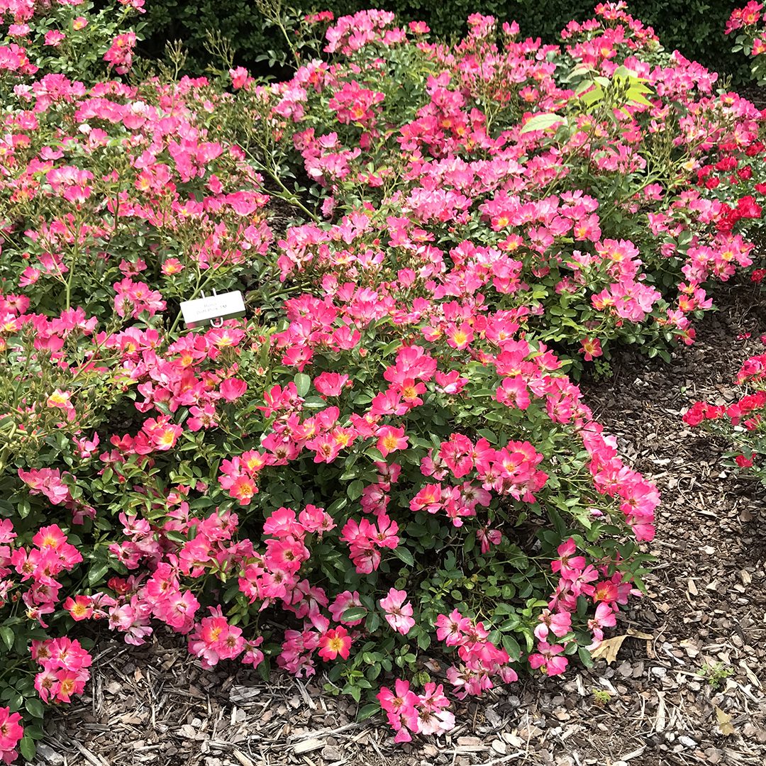 Rosa 'Meijocos'