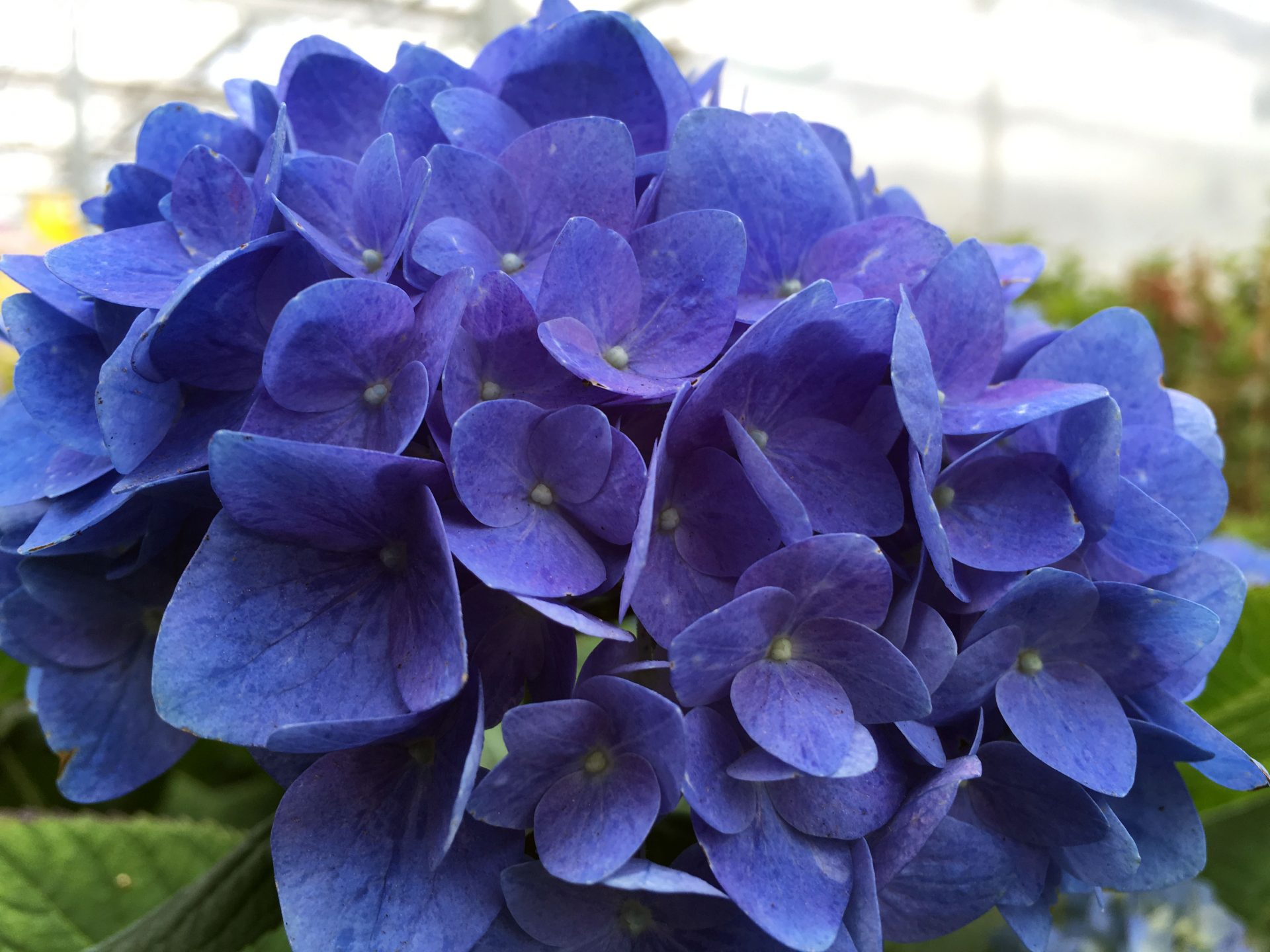 Hydrangea macrophylla 'ES14'