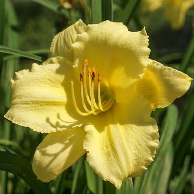 Hemerocallis 'Fragrant Returns'