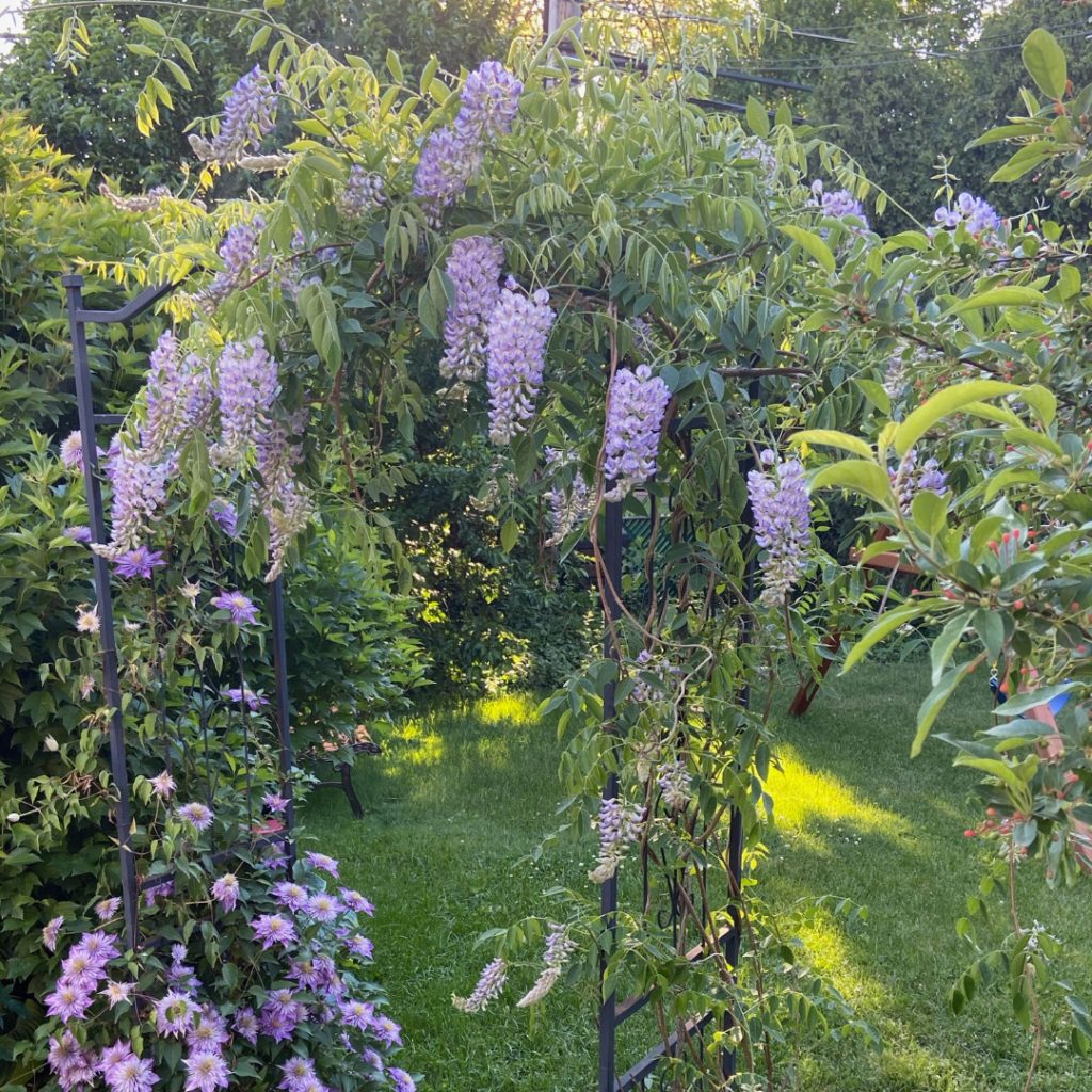 Wisteria macrostachya 'Betty Mathews'