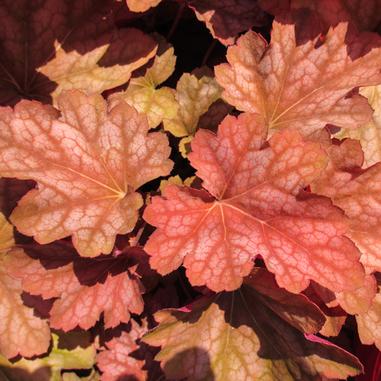 Heuchera x villosa 'Carnival Watermelon'