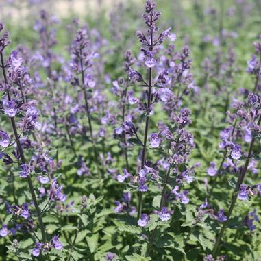 Nepeta x faassenii 'Novanepjun'