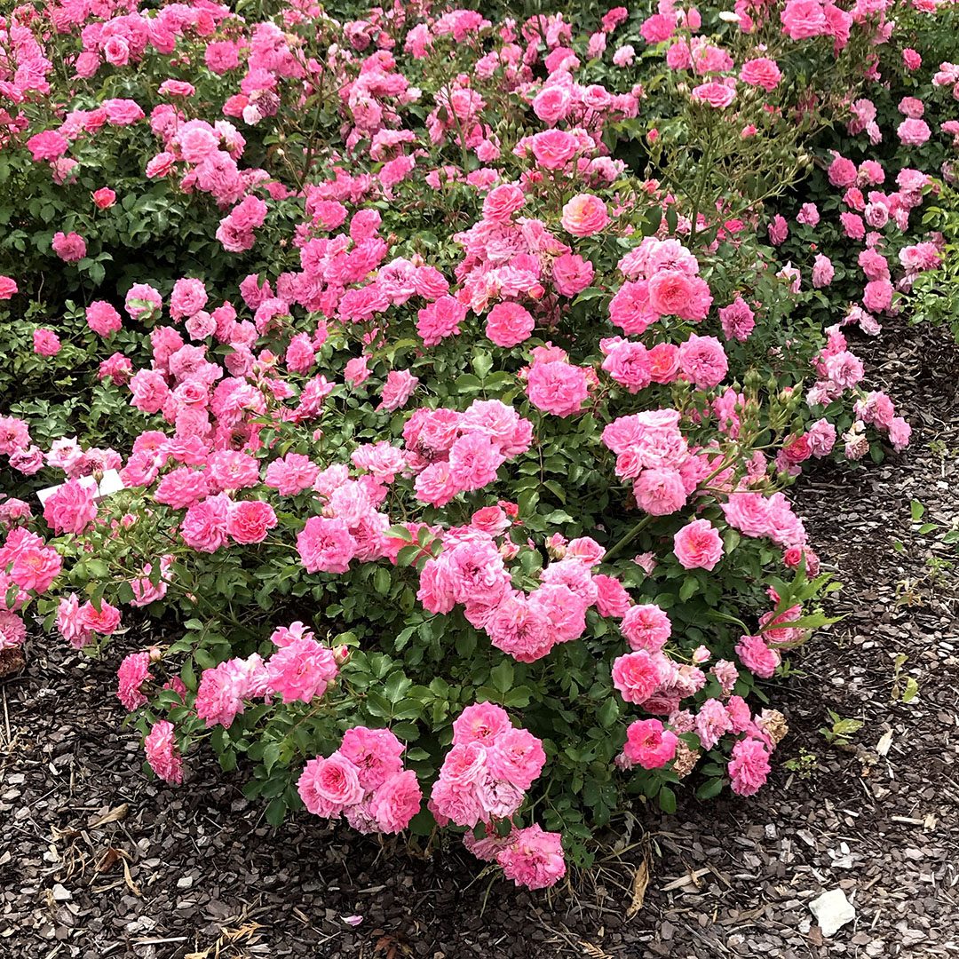 Rosa 'Meiswetdom'