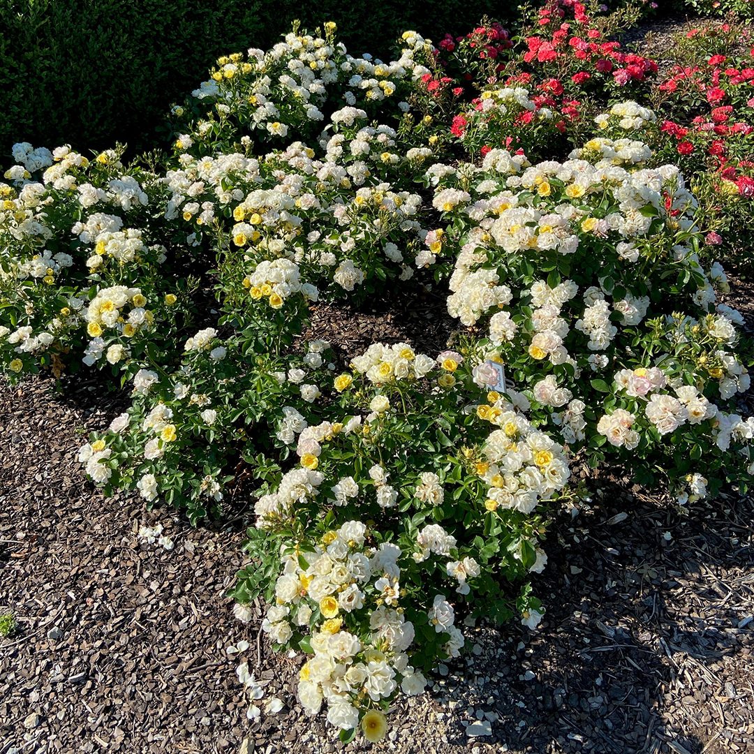 Rosa 'Novarospop'