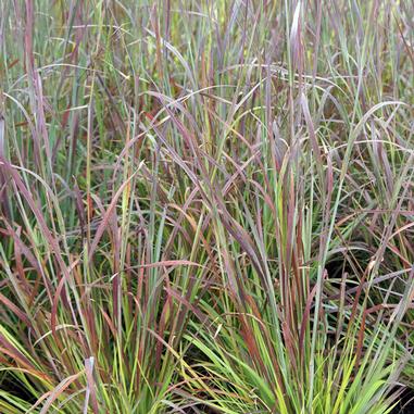 Schizachyrium scoparium 'Standing Ovation'