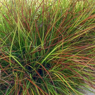 Pennisetum alopecuroides 'Burgundy Bunny'