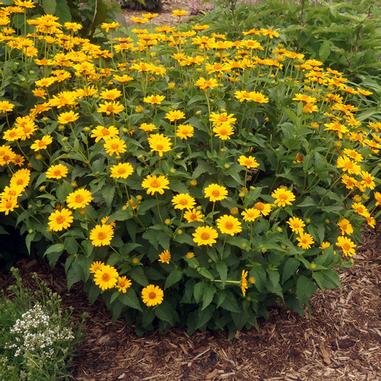 Heliopsis helianthoides 'Tuscan Sun'