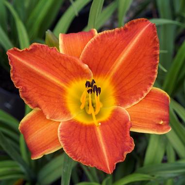 Hemerocallis 'Bright Sunset'