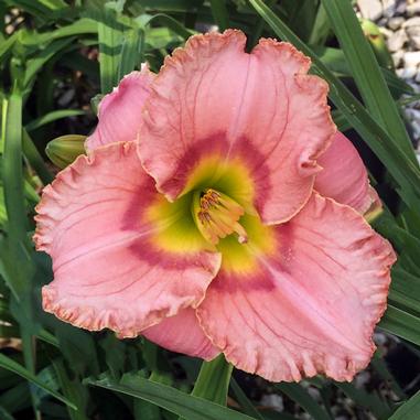 Hemerocallis 'Elegant Candy'