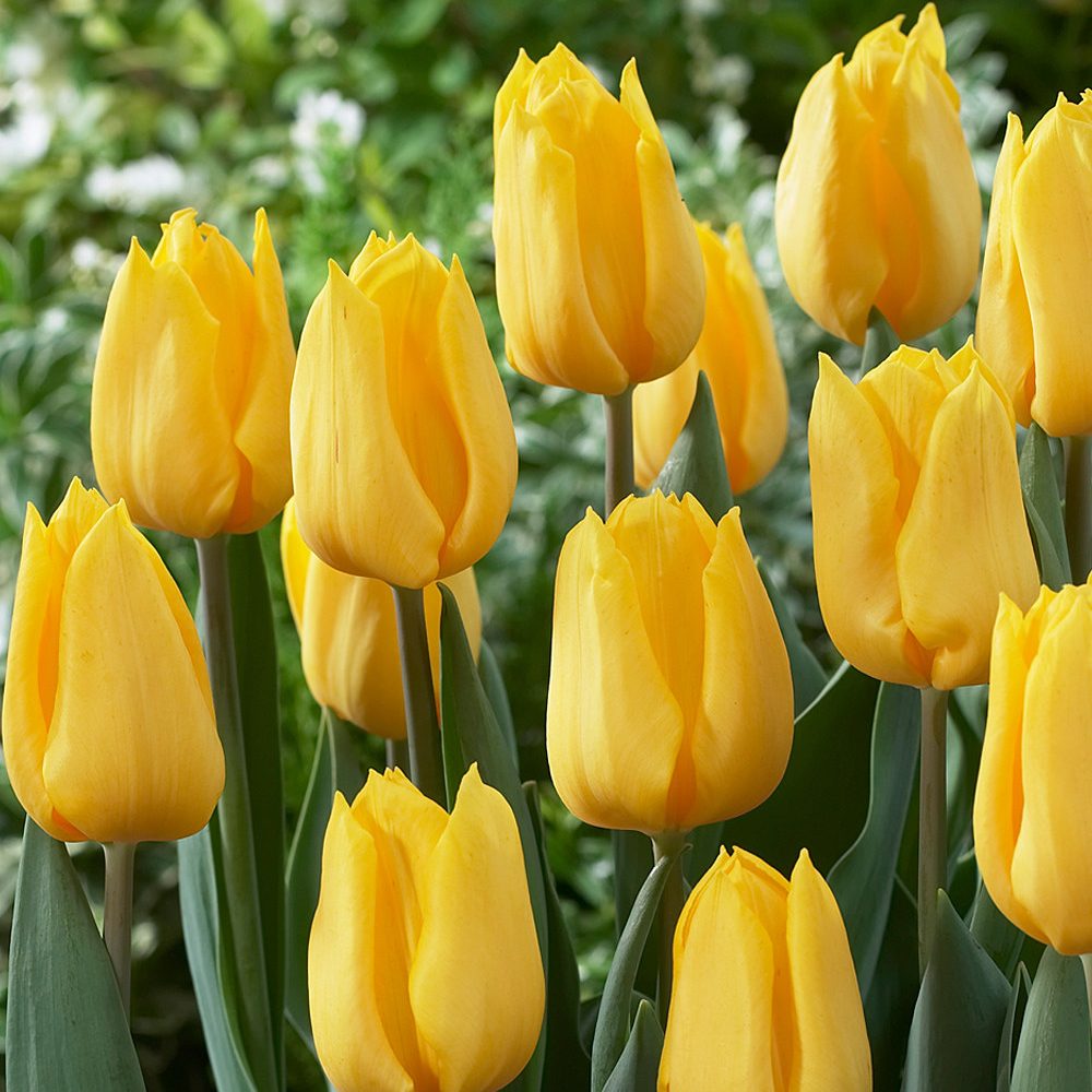 Tulipa 'Golden Apeldoorn' Tulipa 'Golden Apeldoorn'