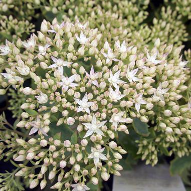 Sedum 'Thundercloud'