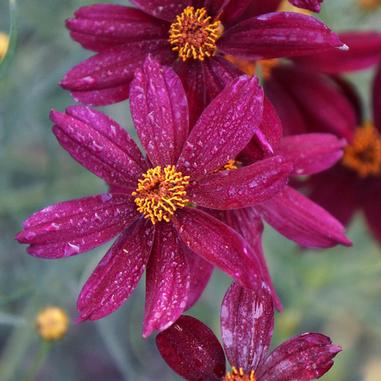 Coreopsis 'Red Satin'
