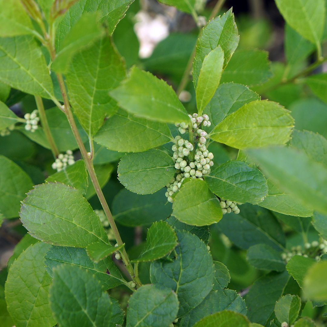 Ilex verticillata 'FarrowMrP'