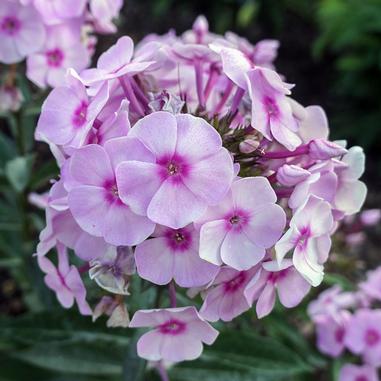 Phlox paniculata 'Ditomfav'