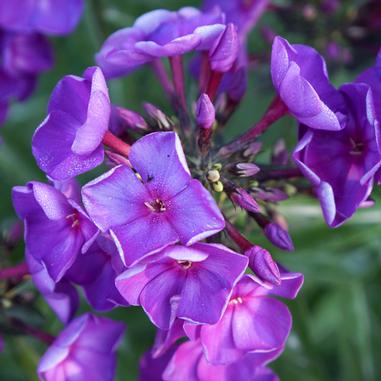 Phlox paniculata 'Ditomsur'