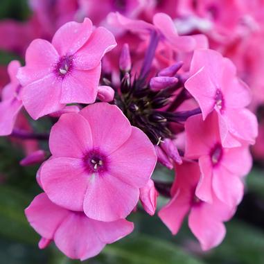 Phlox paniculata 'Ditomdre'