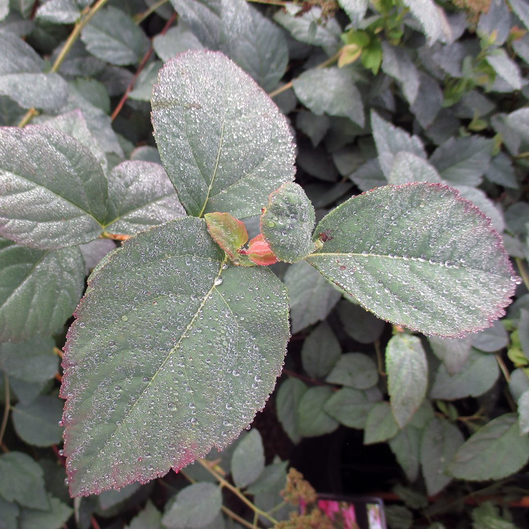 Spiraea media 'SMSMBK'