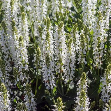 Salvia nemorosa 'Snow Hill'