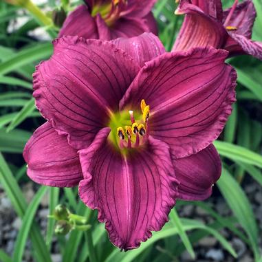 Hemerocallis 'Little Grapette'