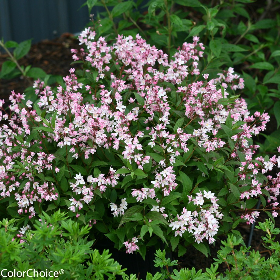 Deutzia 'NCDX2'