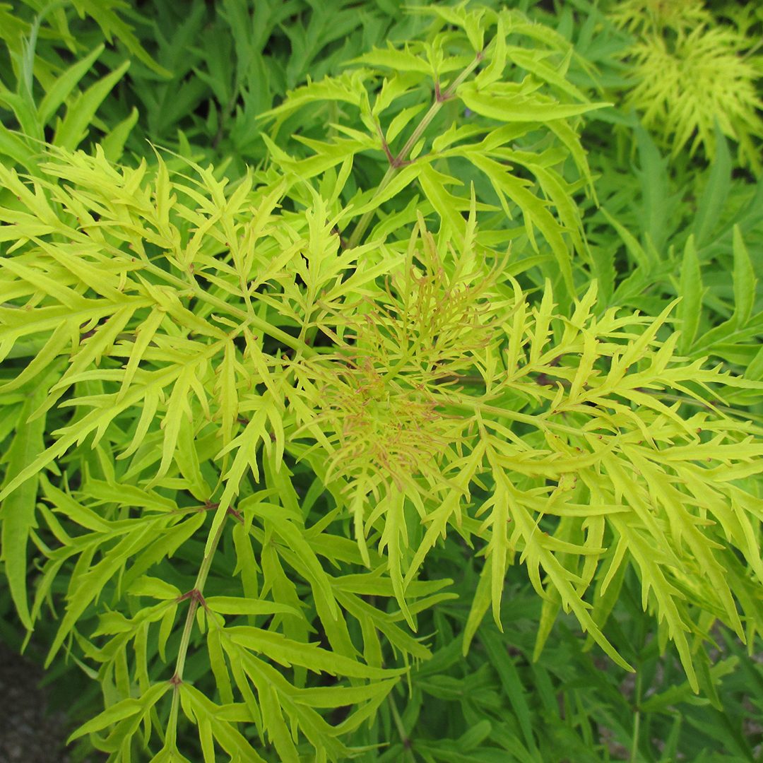Sambucus racemosa 'SMNSRD4'