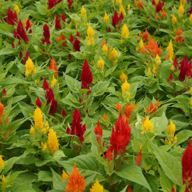 Celosia Fresh Look Mix Celosia Fresh Look Mix
