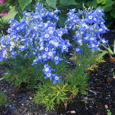 Delphinium grandiflorum 'Summer Cloud'