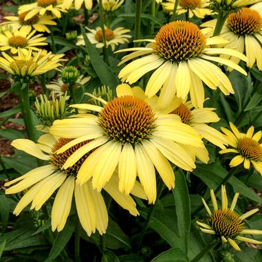 Echinacea 'Cleopatra'